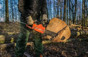 28 Bäume müssen in Meckelfeld gefällt werden Baumfällarbeiten mit der Kettensäge. Foto: Symbolbild