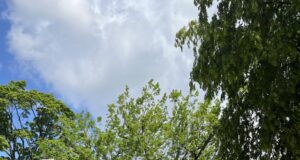 Die „Kaisereiche“ steht seit nunmehr 126 Jahren in Hittfelds Mitte. Sie wurde am 22. März 1897 zu Ehren Kaiser Wilhelms I. an dessen 100. Geburtstag gepflanzt. Foto: Gemeinde Seevetal