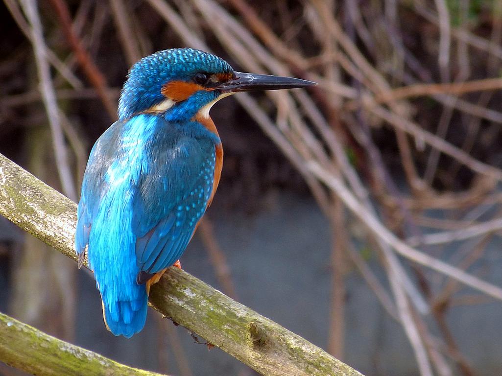 V-gel-z-hlen-im-Winter-Mitmachaktion-des-NABU-startet-im-Januar-2026