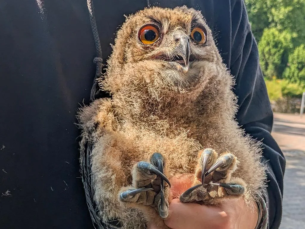 Junger-Uhu-Pattex-in-Waldesruh-gerettet