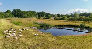 Schafe übernehmen die nachhaltige Landschaftspflege an Seevetaler Regenrückhaltebecken. Foto: Gemeinde Seevetal