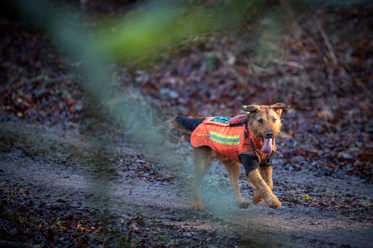 Forstamt-Sellhorn-plant-revier-bergreifende-Jagd-im-Buchwedel