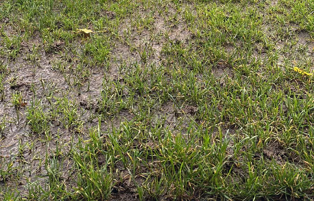 Regen-stoppt-Spitzenspiel-in-Maschen-Platz-unbespielbar