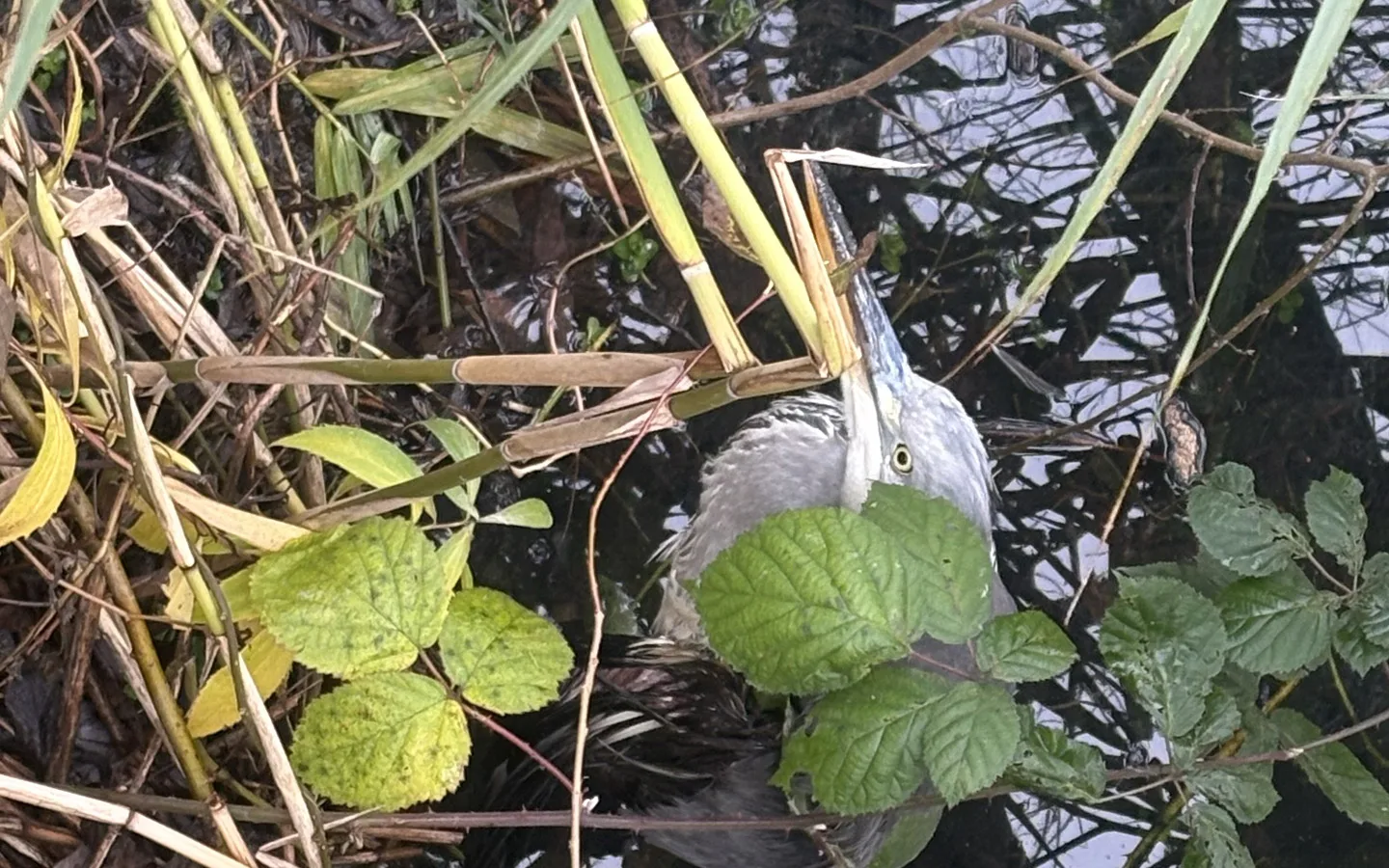 Verletzter-Fischreiher-in-Meckelfeld-Warum-kann-niemand-dem-Vogel-helfen-