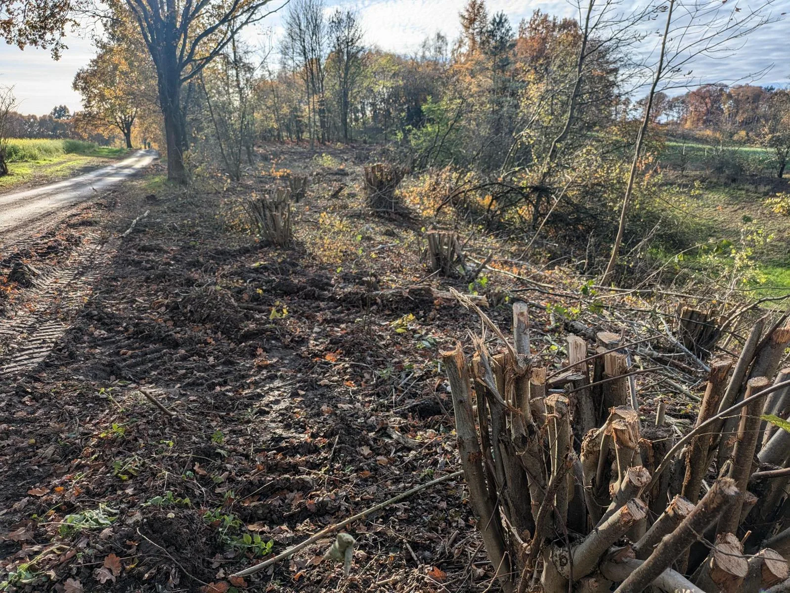Waldesruh-Kahlfl-che-dient-dem-Naturschutz