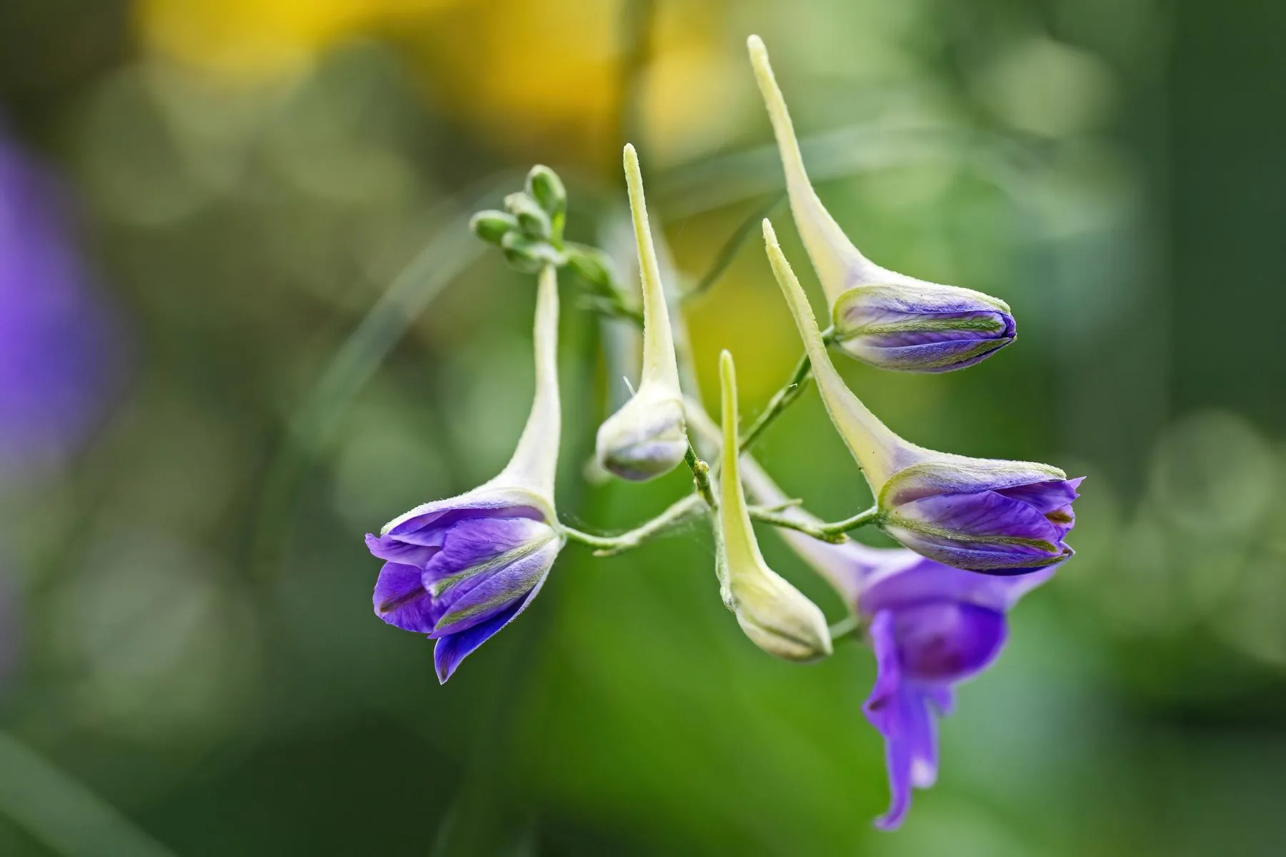 Feldrittersporn-Vortrag-zur-Blume-des-Jahres-2026