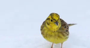 Goldammer. Foto: Symbolbild