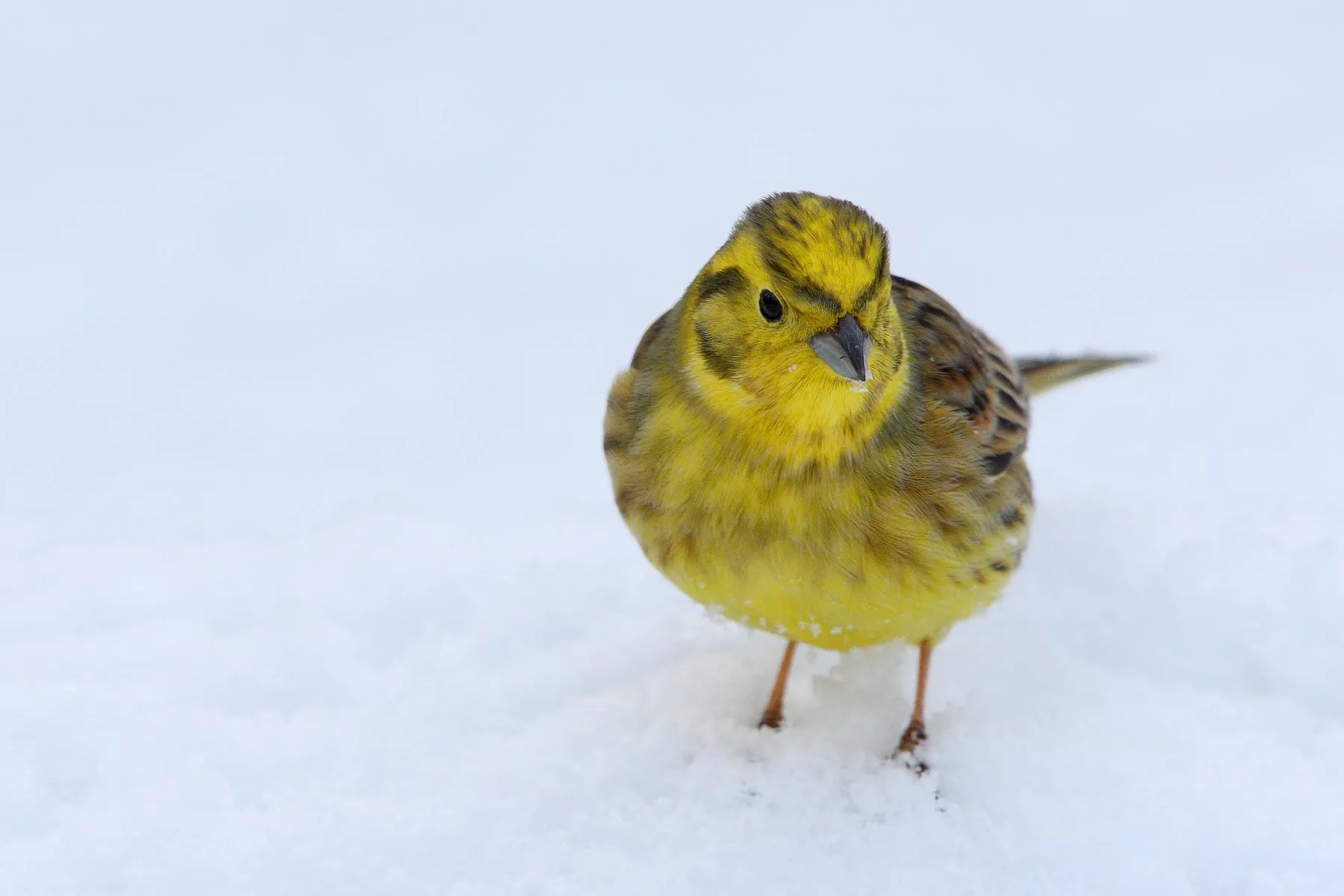 Goldammer-erobert-Seevetal-26-Prozent-mehr-Winterv-gel-gez-hlt