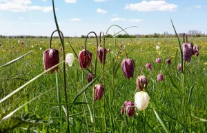 Die Schachbrettblume ist der Star an der Seeve. Auf den Wiesen im Junkernfeld findet sich das bundesweit größte Vorkommen dieser Blume. Foto: Landkreis Harburg