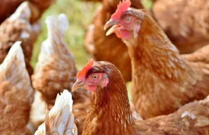 Huhn. Foto: Symbolbild